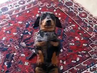 Funny dachshund dog puppy talking video