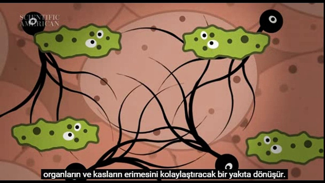Öldükten Sonra Toprağın Altında Bedeninize Ne Oluyor?