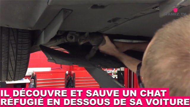 Il découvre et sauve un chat réfugié en dessous de sa voiture ! Tout de suite dans la minute chat #134