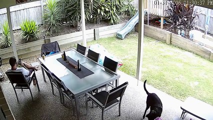 Un chien protège son maître contre un serpent au venin mortel