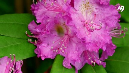 Peygamber Efendimizin yürüyüş şekli