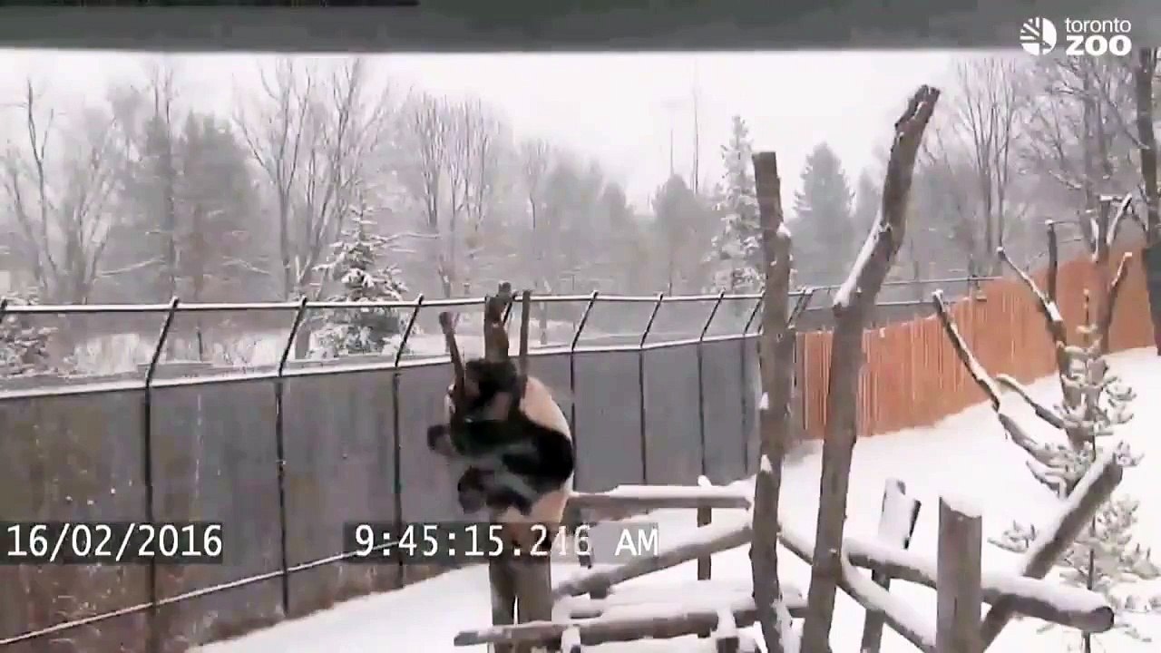 Da Mao le panda s'amuse dans la neige
