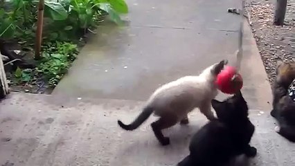 Игривые котята