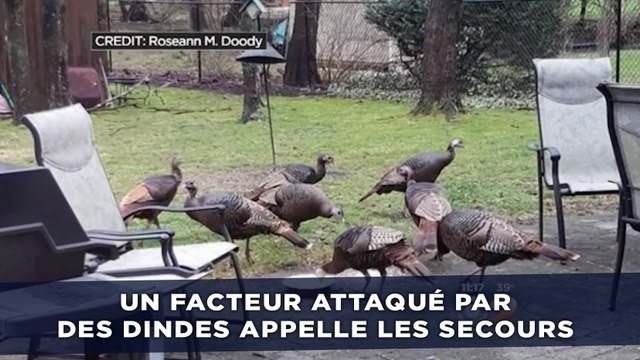Un facteur attaqué par des dindes appelle les services de secours