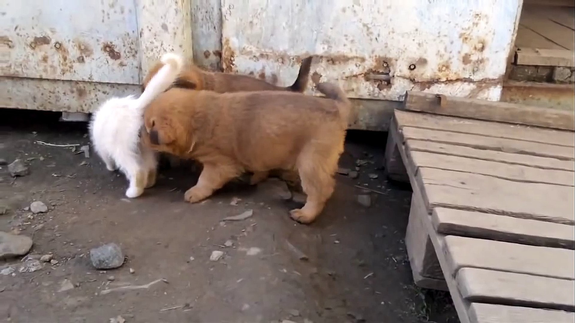 ⁣Котенок играет с двумя щенками