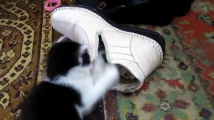 Котенок спит в ботинке