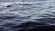 Des centaines de dauphins accompagnent se bateau dans sa balade