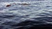 Des centaines de dauphins accompagnent se bateau dans sa balade