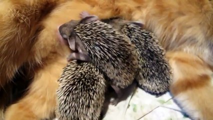 Кошка кормит маленьких ежей  Cat feeds small hedgehogs