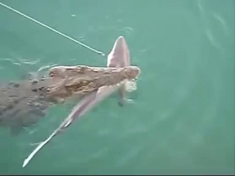 КРОКОДИЛ НАПАЛ НА АКУЛУ