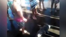 Dolphin dies after taken out of Water by Tourists to take selfiles Pictures