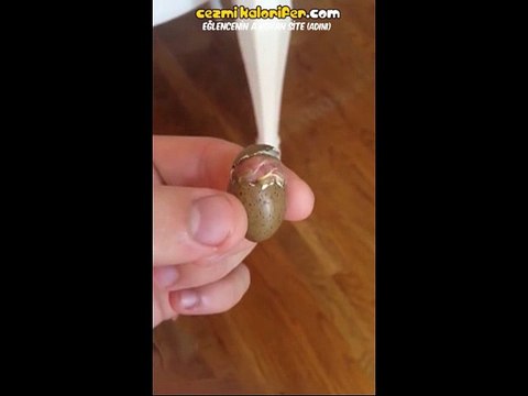 İleri Derecede Konuşan Muhabbet Kuşu (YENİ)