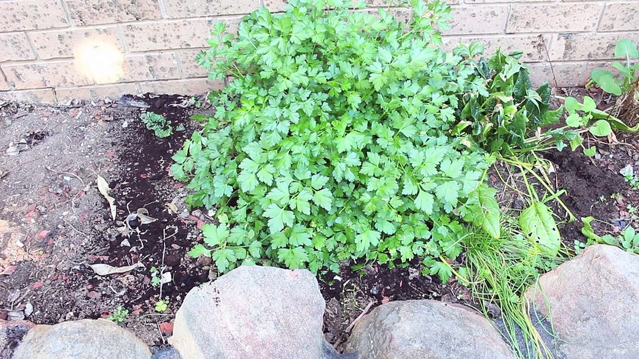 3 uses for coffee grounds in the garden