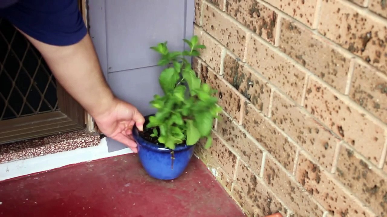 Homemade Mice Repellent