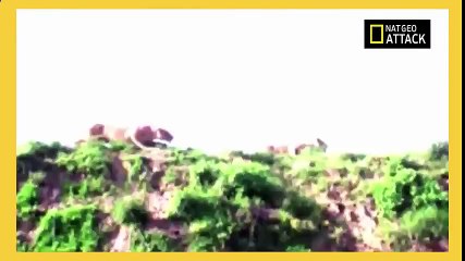 ЛЬВИЦА ПОЙМАЛА АНТИЛОПУ В ПРЫЖКЕ