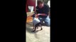 Chihuahua Walks On Front Legs Because He Hates His New Boots