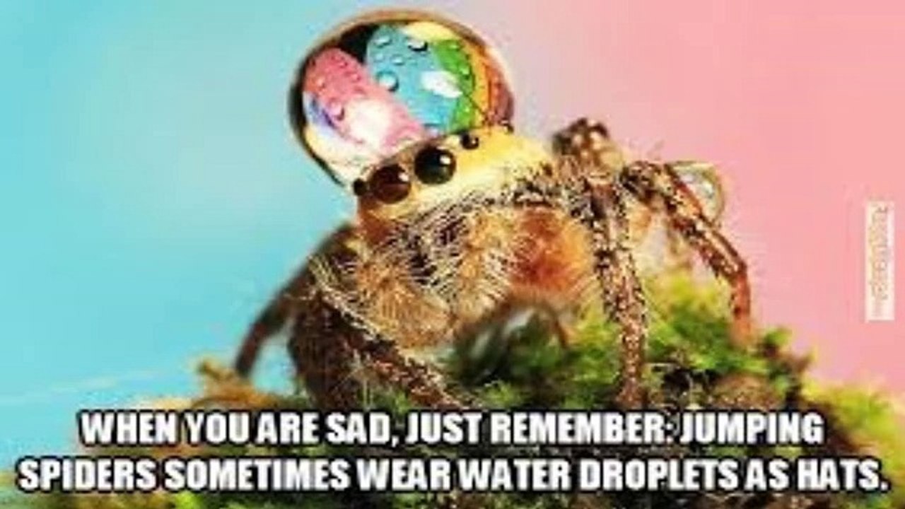 #480- Lambie's Favorite Funny Memes! - LambCam