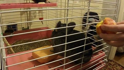 funny hamster best funny animals 2016