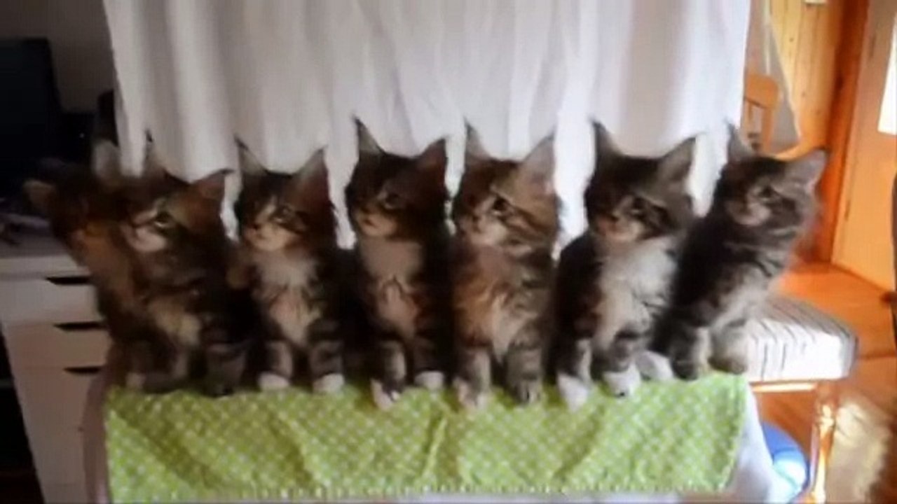 Cat (Animal) - funny animals - funny cat videos 2014 - best funny - Funny Videos