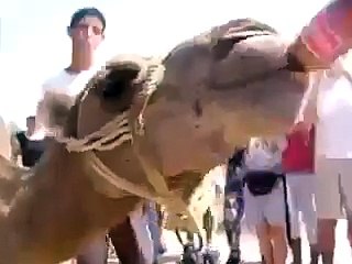 Camel start drinking very funny