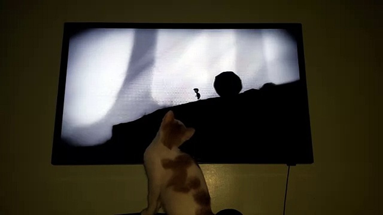 Funny Cat Watching Video Game