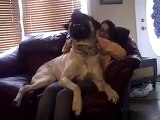 Un chien très très gros : English Mastiff