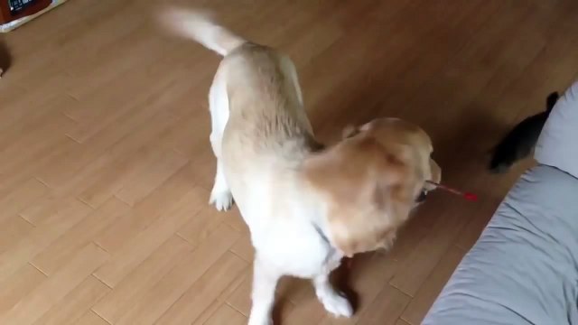 Quand le chien s'occupe du chaton de la maison et le fait jouer! Adorable