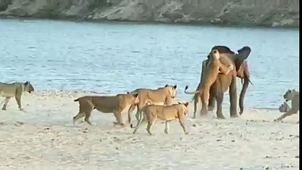 МОЛОДОЙ СЛОН ПРОТИВ СТАИ ЛЬВОВ
