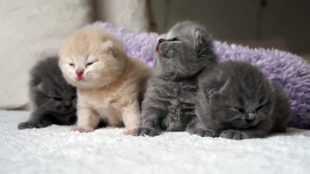 Новорожденные британские котята