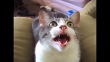 Funny Cats Compilation Funny Cat Videos Ever 2014