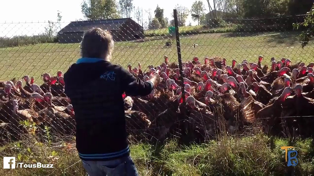 Un homme s'amuse avec des dindes