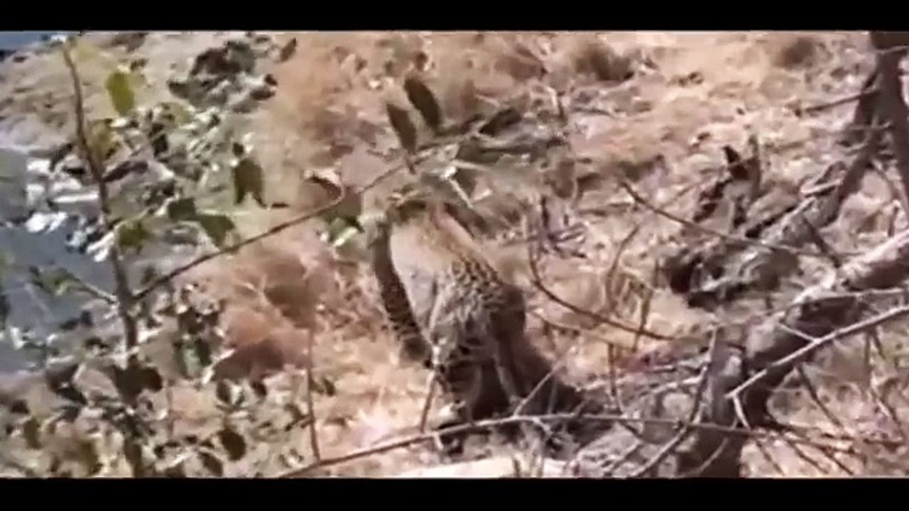 Giant Anaconda vs Jaguar - Python vs Tiger - Python vs  snake