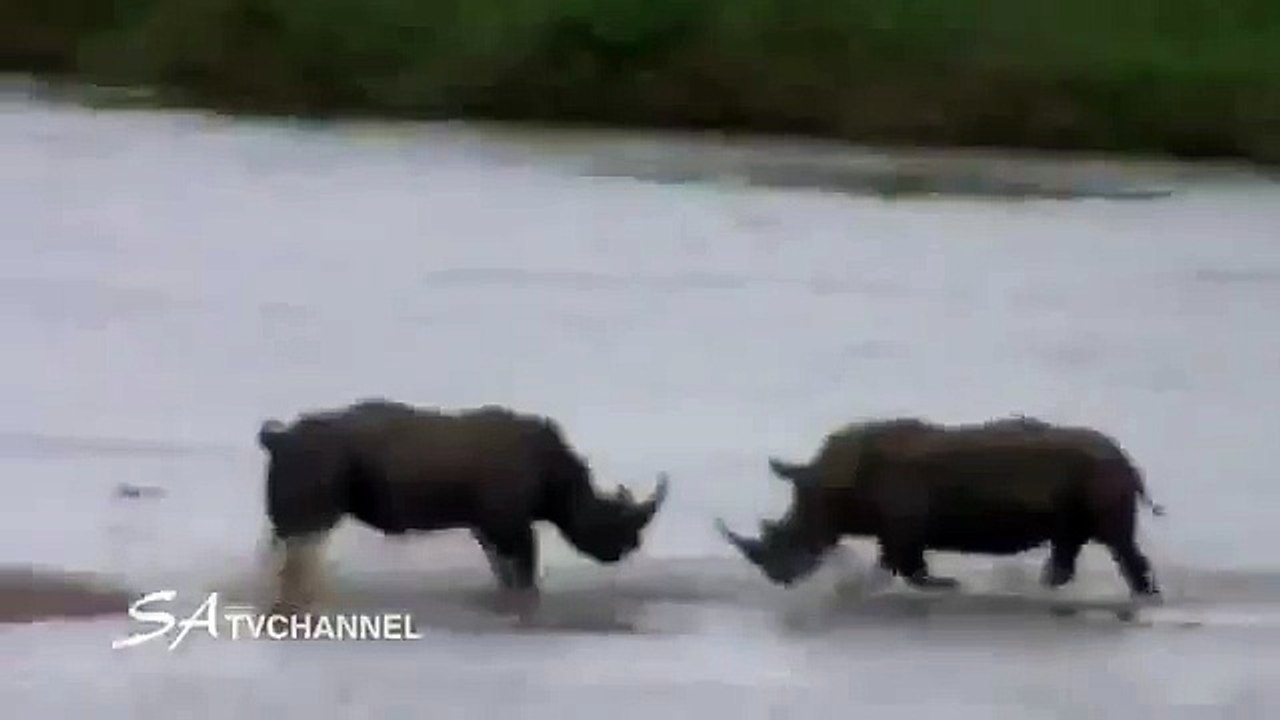 НОСОРОГ ДЕРЕТСЯ С НОСОРОГОМ,НОСОРОГ VS НОСОРОГ