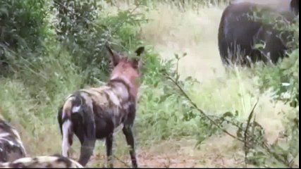 НОСОРОГ ПРОТИВ СТАИ ДИКИХ СОБАК.