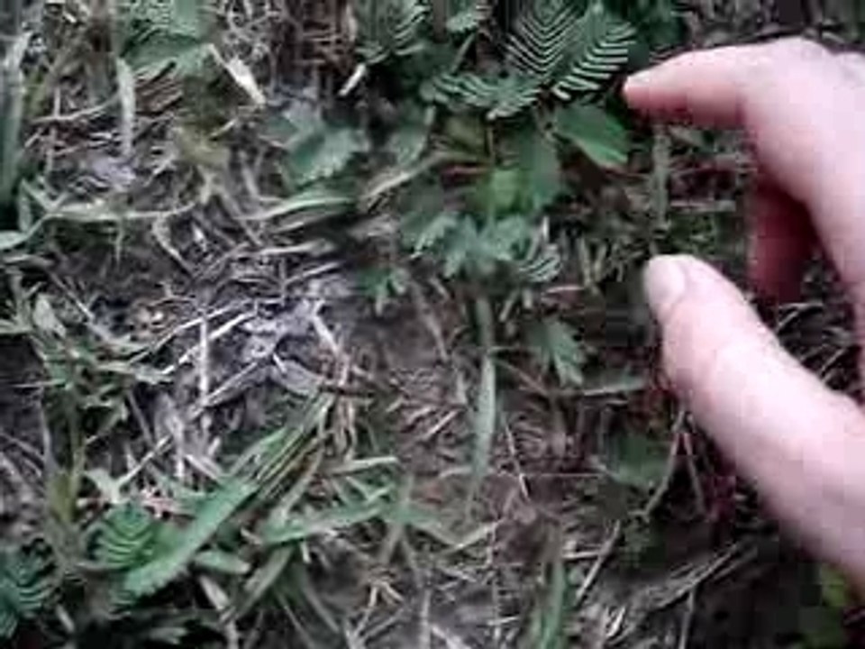 shy leaves