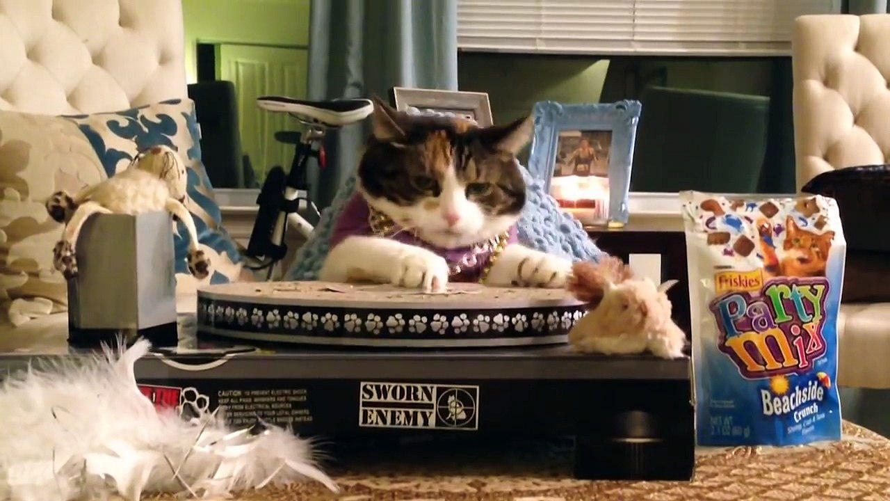 EDM Cats