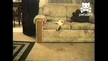 Puppy falls asleep on the couch. Then falls off of it!
