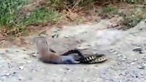Cobra vs Killer Écureuil Incroyable, la plus meurtrière de Lutte - 2016