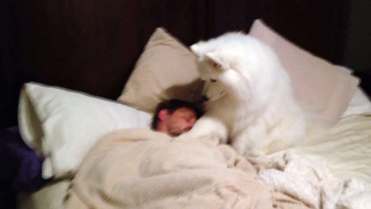 Ses amis ne le croient pas que son chien fait ça tous les matins, alors il se filme pour le prouver!