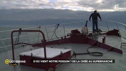 D'où vient notre poisson ? De la criée au supermarché