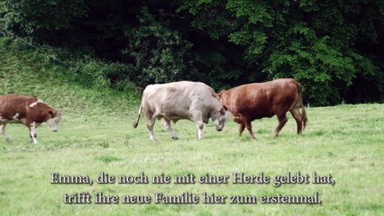 Une vache laitière sur le point d'être abattue pleure de terreur, jusqu'à ce qu'elle réalise où elle s'en va!