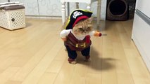 Korsan kedinin komik halleri :D haha