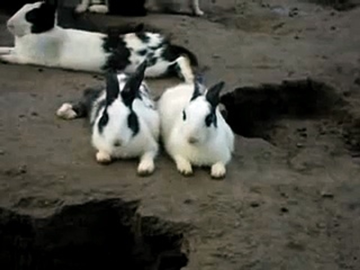 sitting rabbits