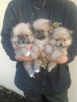 Chiots spitz nés le 7 Janvier