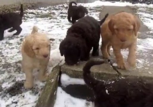 Puppies Love Playing in the Snow