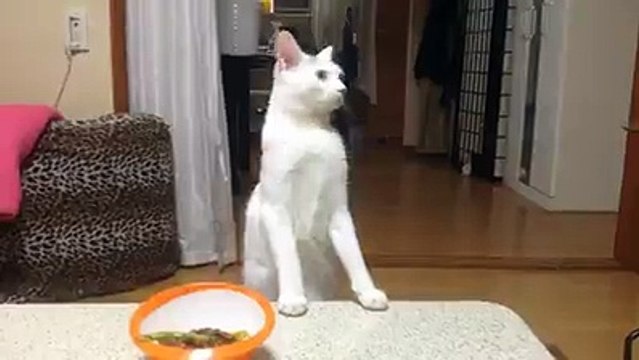 Funny Cat Video Funny Animals Funny Videos Funny Clips Funny Pranks