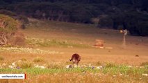 Photo Of Rare Albino Kangaroo Seen In The Wild Blows Up The Internet