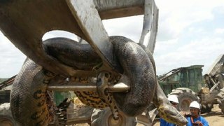 Giant Anaconda found in Brazil