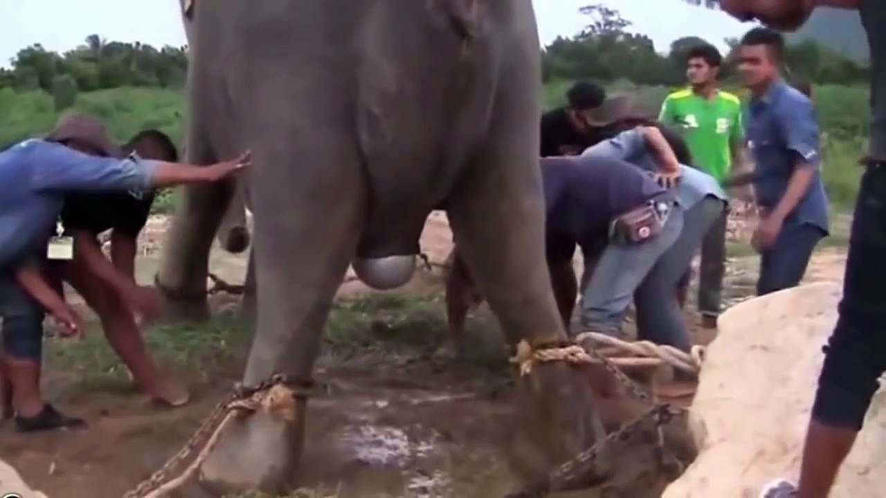 elephant mating and giving birth baby