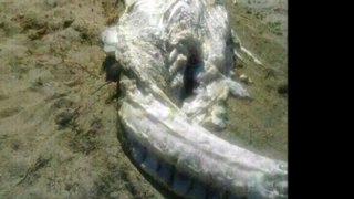 NEW 2013 STRANGE Horned Sea Monster Washes Ashore In Spain - Aliens - UFOs